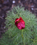 Paeonia tenuifolia