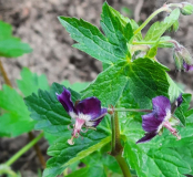 merkwürdige Geranium