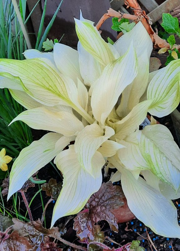 White Feather wird grün