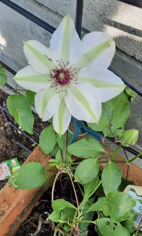 Clematis Miss Bateman