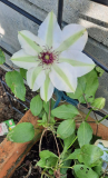 Clematis Miss Bateman