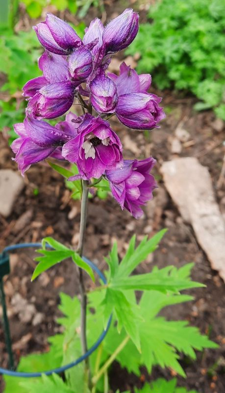 lila Rittersporn