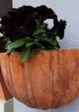 schwarze surfinia