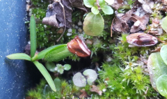 Cryptomeria japonica Sämlinge?