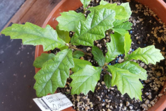 Quercus canariensis