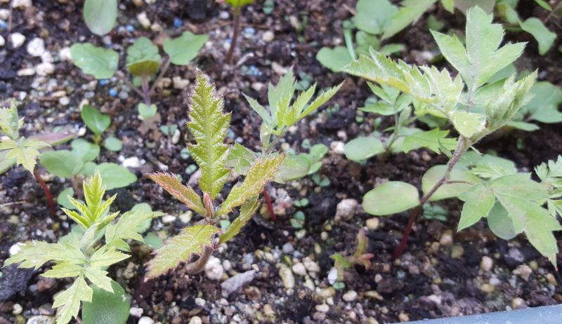 Quercus cerris und Sorbus domestica Sämlinge.