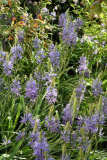 Camassia leichtlinii Caerulea