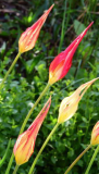 Tulipa acuminata nah