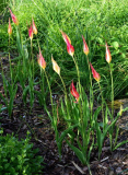 Tulipa acuminata Gruppe