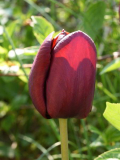 Tulipa Dom Pedro nah