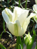 Tulipa Spring Green nah