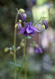 Aquilegia vulgaris