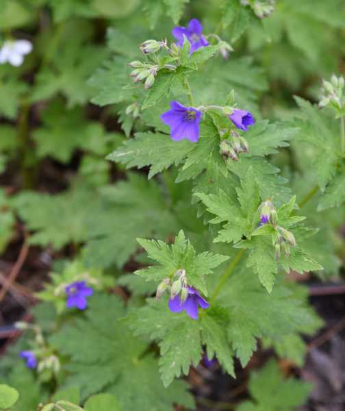Geranium blau