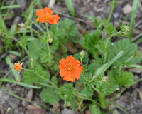 Geum coccineum Borisii