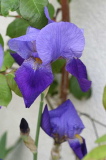 Iris barbata Amas