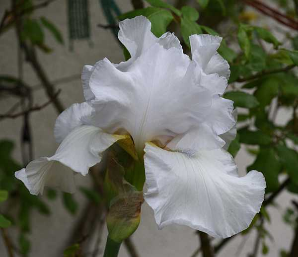 Iris barbata St. Petersburg (vermutlich)