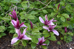 Magnolia liliiflora Nigra