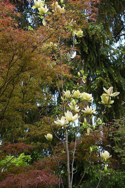 Magnolia Sunsation