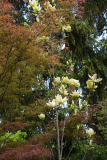 Magnolia Sunsation