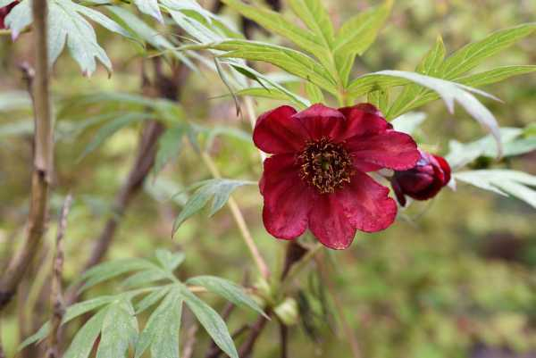 Paeonia delavayi