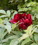 Paeonia delavyi-Hybride Sang Lorrain