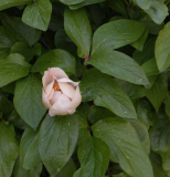 Paeonia hybrida Avant Garde