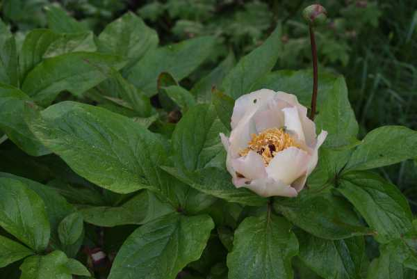 Paeonia hybrida Mai fleuri