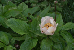 Paeonia hybrida Mai fleuri