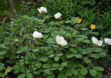 Paeonia mlokosewitschii cremefarben-zartrosa