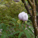 Paeonia rockii1