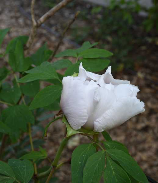 Paeonia rockii2
