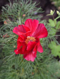 Paeonia tenuifolia