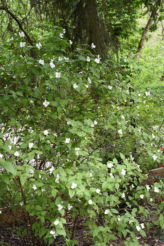 Rhodotypos scandens