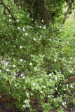 Rhodotypos scandens