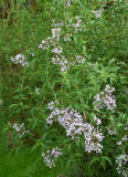 Syringa persica laciniata