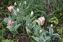 Tulipa China Town