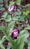 Tulipa Insulinde