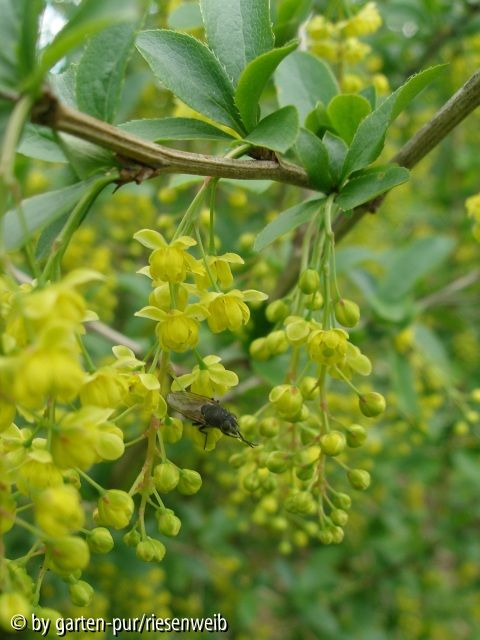 berberis vulgaris