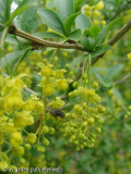 berberis vulgaris.jpg