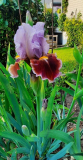 Iris Mans best friend