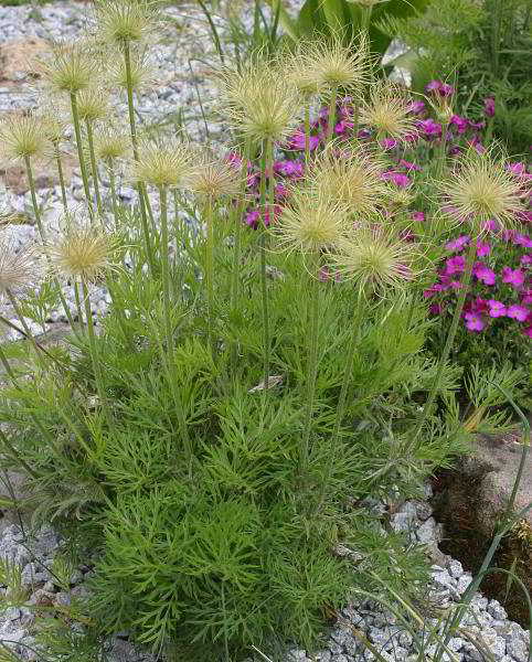 Pulsatilla vulgaris (Hybride); Habitus, Samen noch nicht vollreif