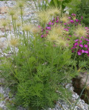 Pulsatilla vulgaris (Hybride); Habitus, Samen noch nicht vollreif