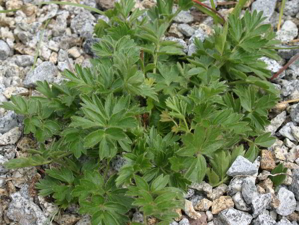 Pulsatilla vernalis; Habitus