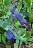 Cerinthe major