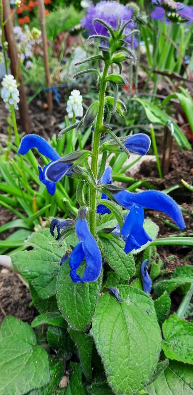 Salvia patens