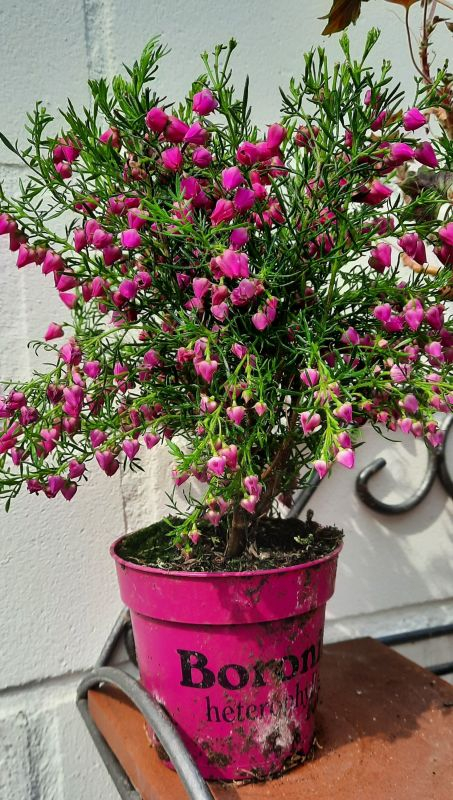 Boronia heterphylla