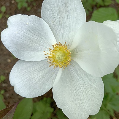 Anemone sylvestris