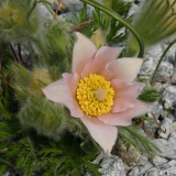 Pulsatilla vulgaris (Hybride)
