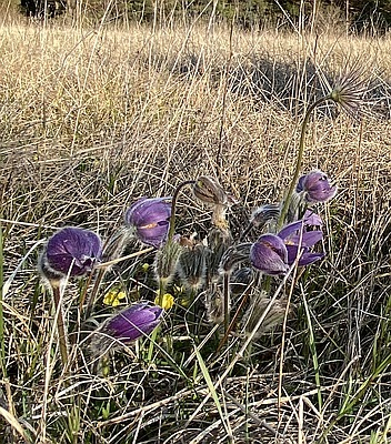 Pulsatilla vulgaris