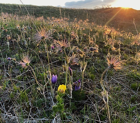 Pulsatilla vulgaris